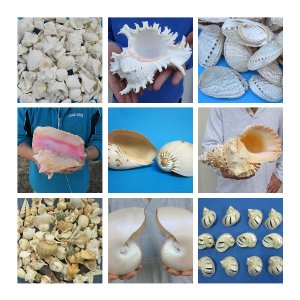 Seashells for Wedding Decoration