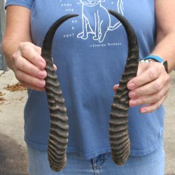 Matching pair of Male Springbok horns measuring 12 inches - $28/lot