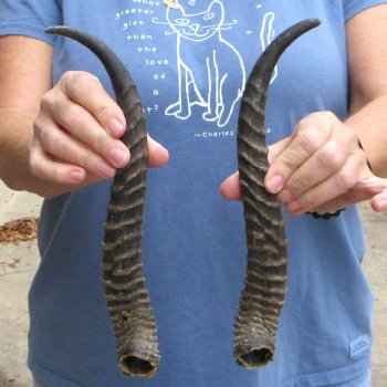 Matching pair of Male Springbok horns measuring 12 inches - $28/lot