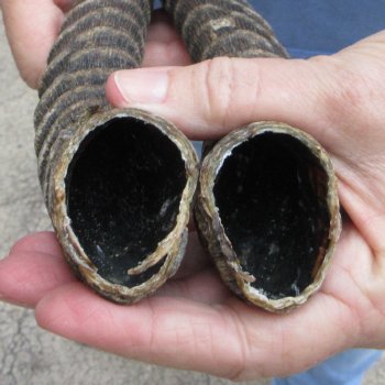 Matching pair of Male Springbok horns measuring 12 inches - $28/lot