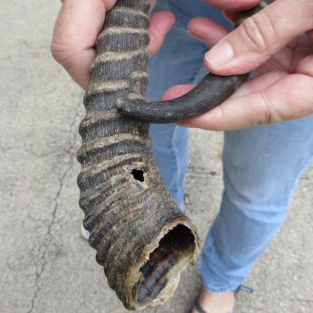 Matching pair of Male Springbok horns measuring 12 inches - $28/lot