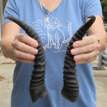 Matching pair of Male Springbok horns measuring 13 inches - $28/lot