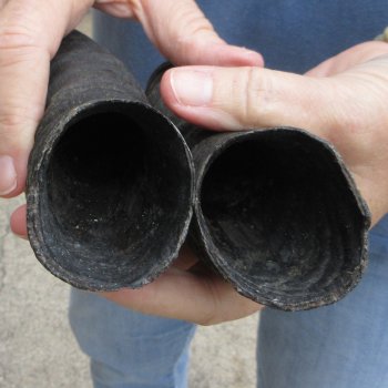 Matching pair of Male Springbok horns measuring 13 inches - $28/lot