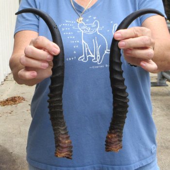 Matching pair of Male Springbok horns measuring 15 inches - $32/lot