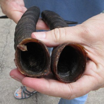 Matching pair of Male Springbok horns measuring 15 inches - $32/lot