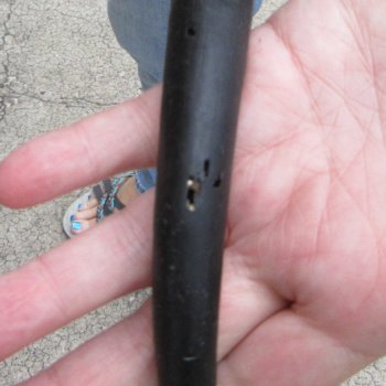 Matching pair of Male Springbok horns measuring 15 inches - $32/lot