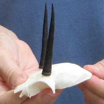 Steenbok Skull Plate with 3" Horns - $39