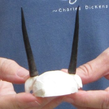 Steenbok Skull Plate with 3" Horns - $39