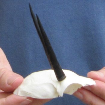 Steenbok Skull Plate with 3" Horns - $39