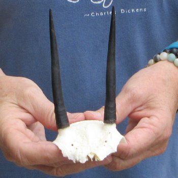 Steenbok Skull Plate with 4" Horns - $39