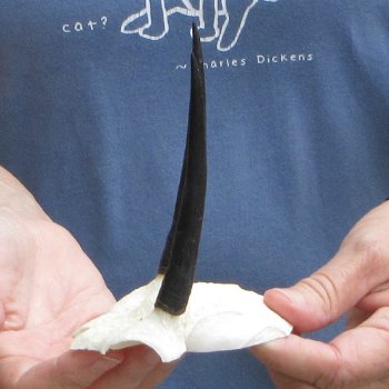 Steenbok Skull Plate with 4" Horns - $39