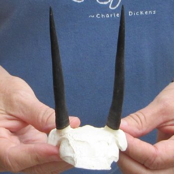 Steenbok Skull Plate with 4" Horns - $39
