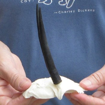 Steenbok Skull Plate with 4" Horns - $39