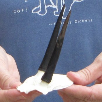 Steenbok Skull Plate with 3-1/2" Horns - $39