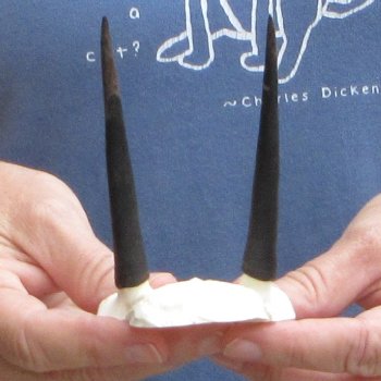 Steenbok Skull Plate with 3-1/2" Horns - $39