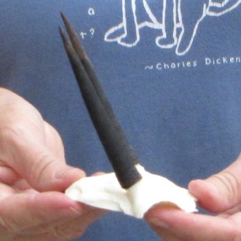 Steenbok Skull Plate with 3-1/2" Horns - $39