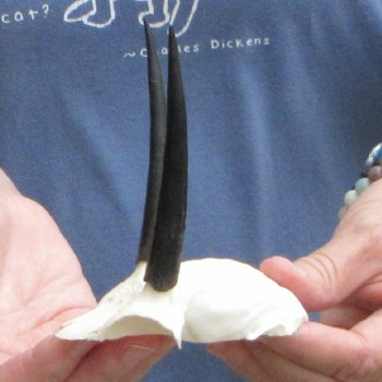 Steenbok Skull Plate with 3-1/2" Horns - $39