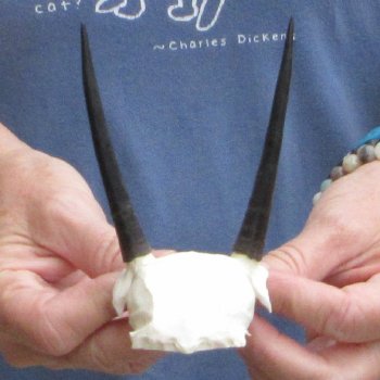 Steenbok Skull Plate with 3-1/2" Horns - $39