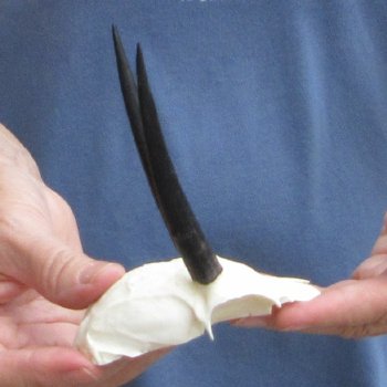 Steenbok Skull Plate with 3-1/2" Horns - $39