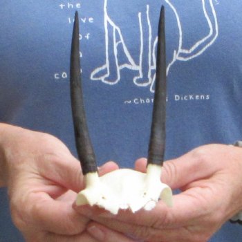 Steenbok Skull Plate with 4" Horns - $39