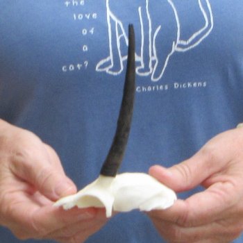 Steenbok Skull Plate with 4" Horns - $39