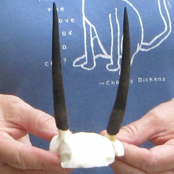 Steenbok Skull Plate with 4" Horns - $39