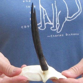 Steenbok Skull Plate with 4" Horns - $39