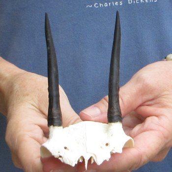 Steenbok Skull Plate with 3" Horns - $39