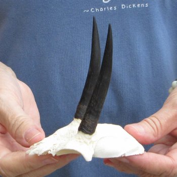 Steenbok Skull Plate with 3" Horns - $39