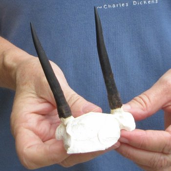 Steenbok Skull Plate with 3" Horns - $39