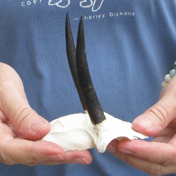 Steenbok Skull Plate with 3" Horns - $39