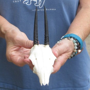 Grey Duiker Skull Plate with 3-3/4" Horns - $42