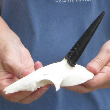 Grey Duiker Skull Plate with 3-3/4" Horns - $42