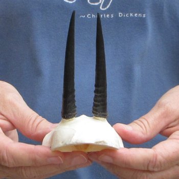 Grey Duiker Skull Plate with 3-3/4" Horns - $42