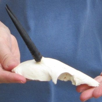 Grey Duiker Skull Plate with 3-3/4" Horns - $42