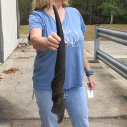  29 inch Male Eland horn for Sale $40