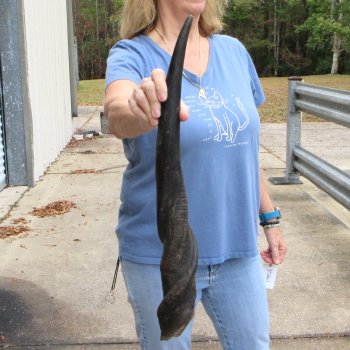  29 inch Male Eland horn for Sale $40