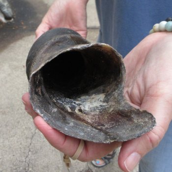  29 inch Male Eland horn for Sale $40