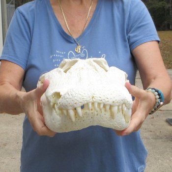 21" Florida Alligator Skull - $165