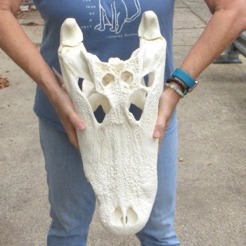 21" Florida Alligator Skull - $165