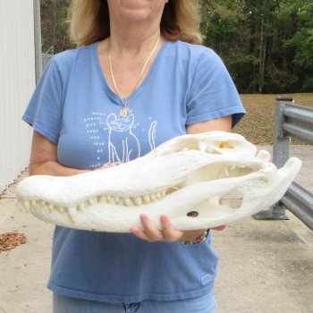 21" Florida Alligator Skull - $165