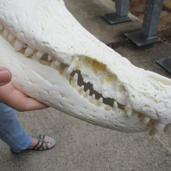 21" Florida Alligator Skull - $165