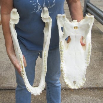 21" Florida Alligator Skull - $165