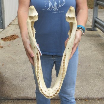 19 inch Florida alligator bottom jaw bone $20