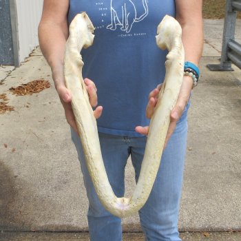 19 inch Florida alligator bottom jaw bone $20