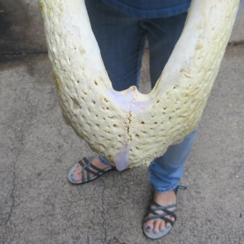 19 inch Florida alligator bottom jaw bone $20