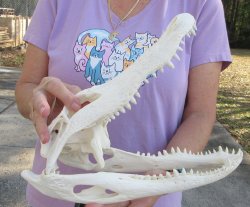  Real Florida Alligator Skull, 13 inches, for $120