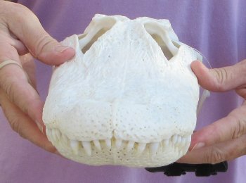  Real Florida Alligator Skull, 13 inches, for $120