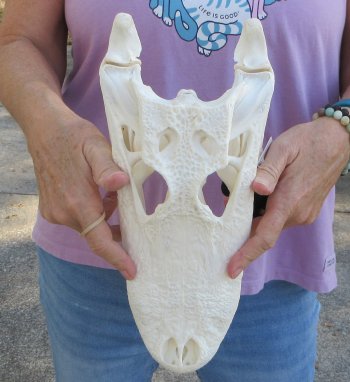  Real Florida Alligator Skull, 13 inches, for $120