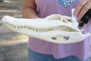  Real Florida Alligator Skull, 13 inches, for $120